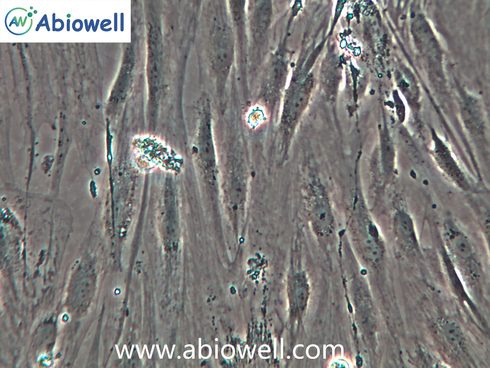 脂肪干细胞/脐带间充质干细胞/羊膜间充质干细胞/免疫荧光鉴定价格_品牌:iCell-丁香通官网