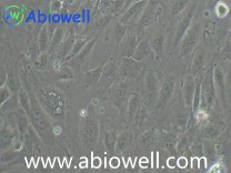 人淋巴管内皮细胞永生化 （IF鉴定）