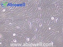 人原代骨骼肌细胞永生化细胞（IF鉴定）